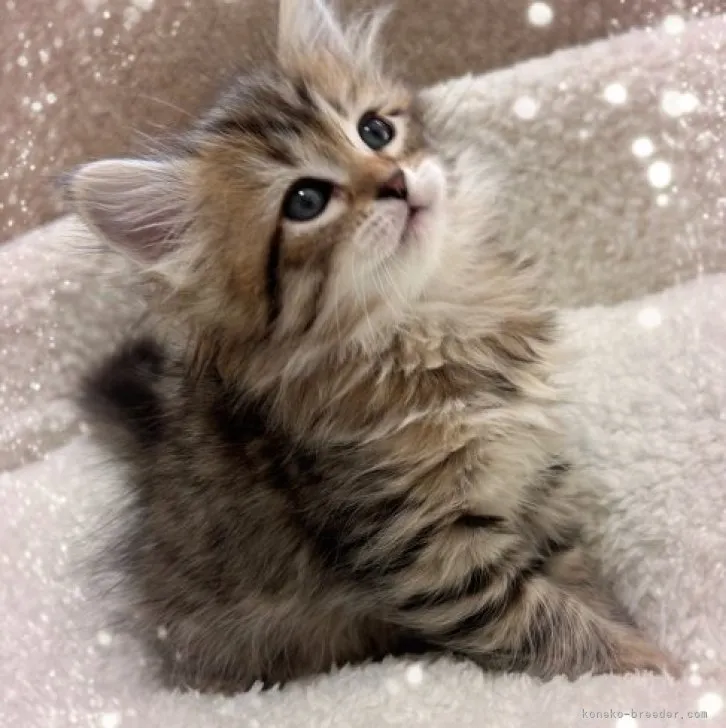 ID:2311-01489の子猫