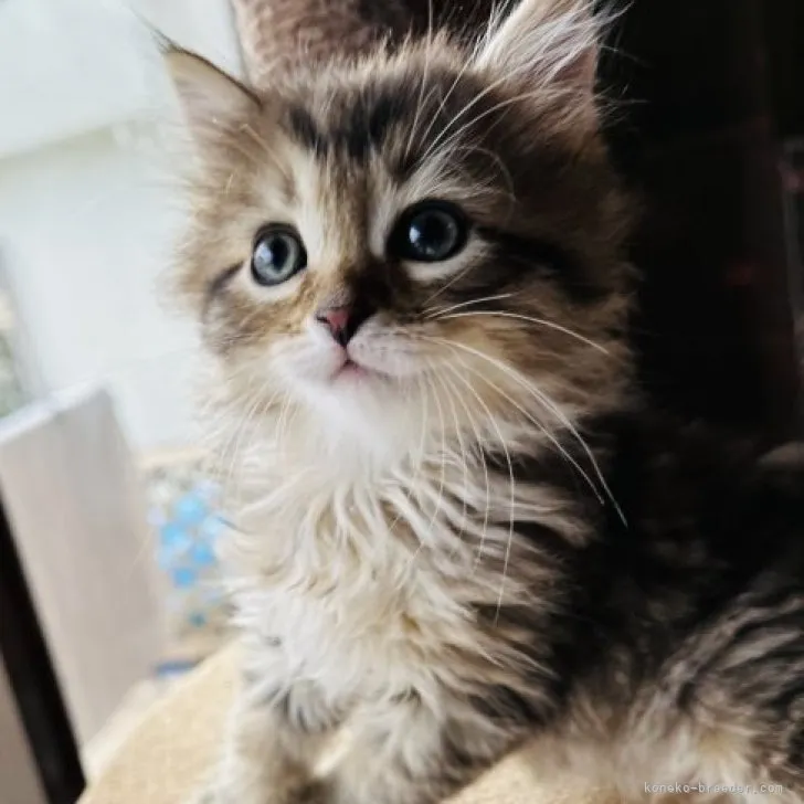 ID:2308-00040の子猫