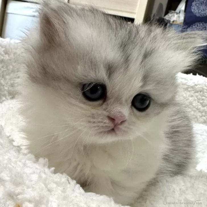 ID：2403-00908の子猫