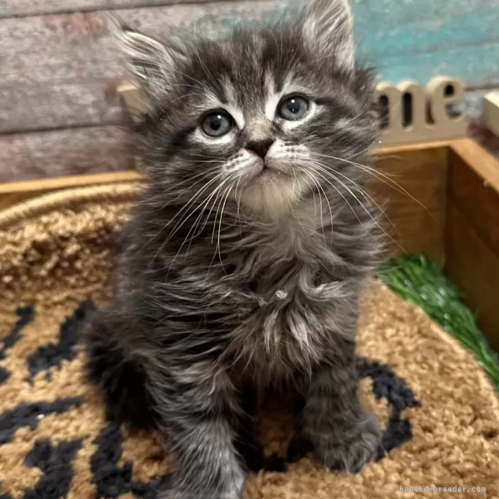 ID：2401-00545の子猫