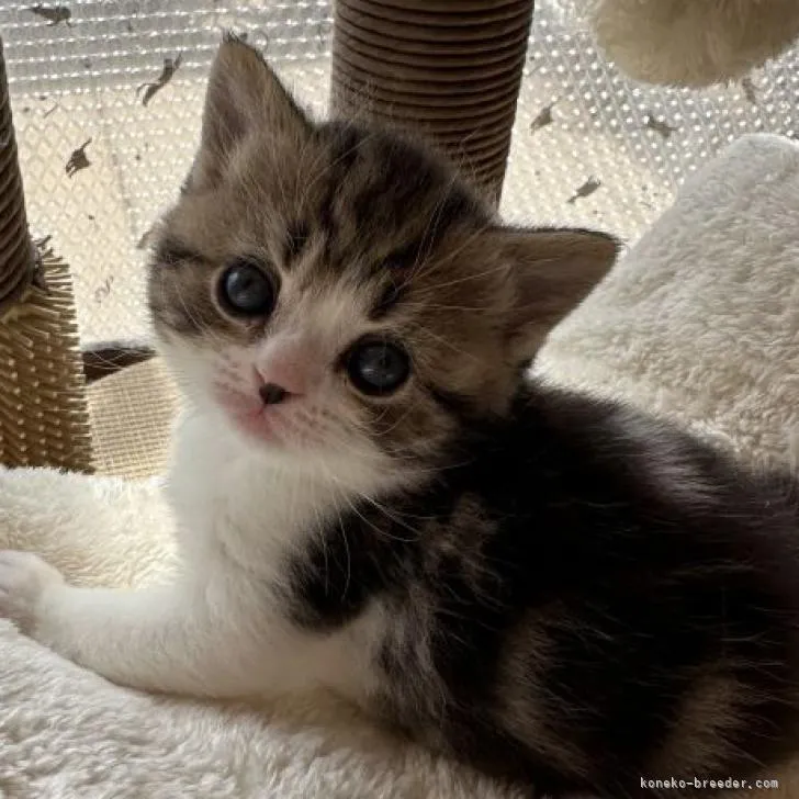 ID:2302-00304の子猫