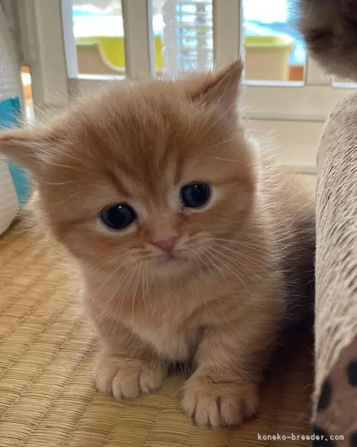ID:2204-00074の子猫