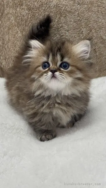ID:2204-00287の子猫