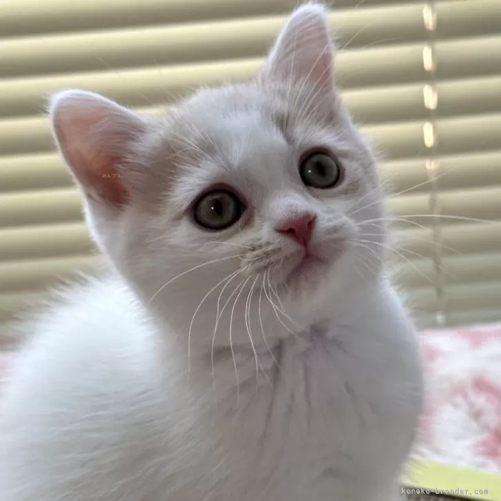 ID:2407-00027の子猫