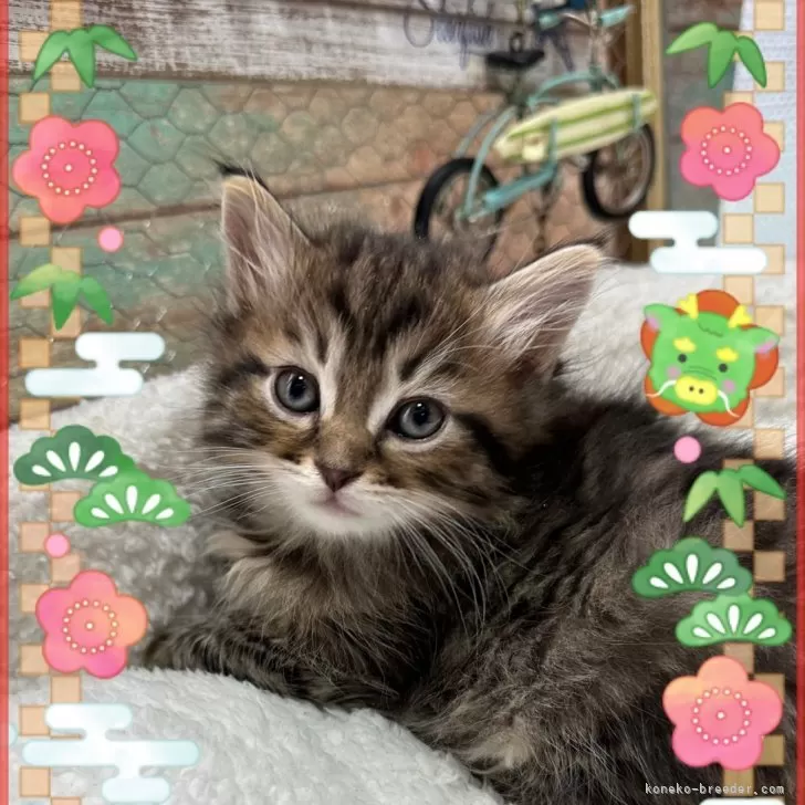 ID:2312-02673の子猫
