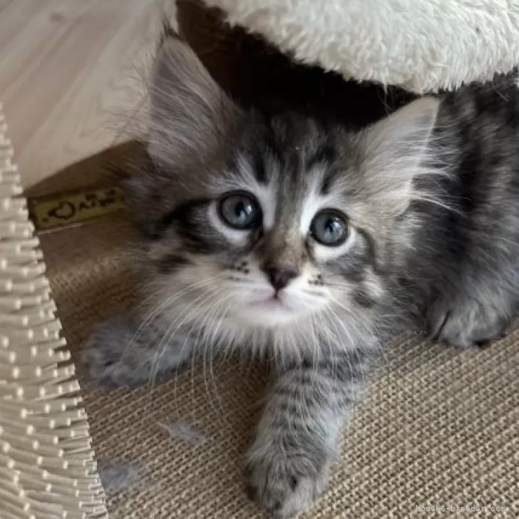 ID:2311-01491の子猫
