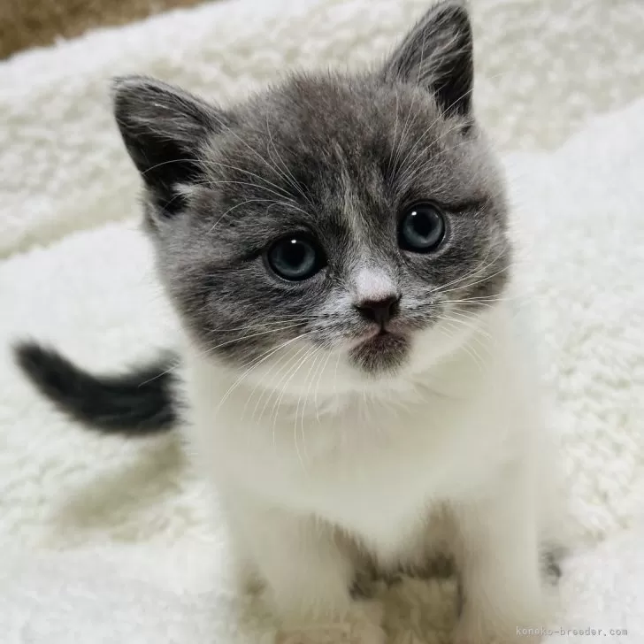 ID:2402-00394の子猫