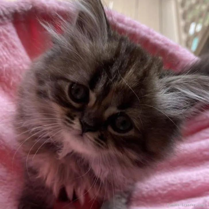 ID:2208-01017の子猫