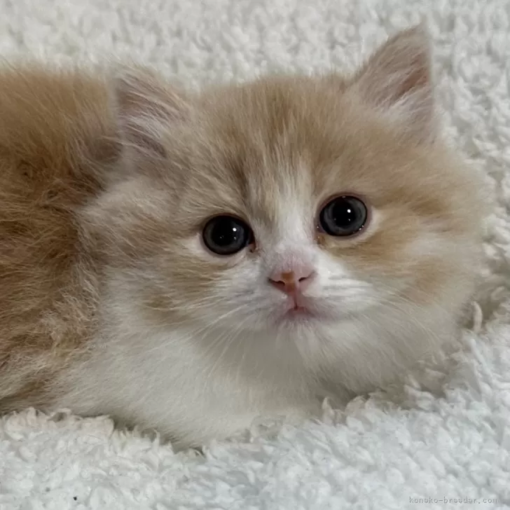 ID:2408-02585の子猫