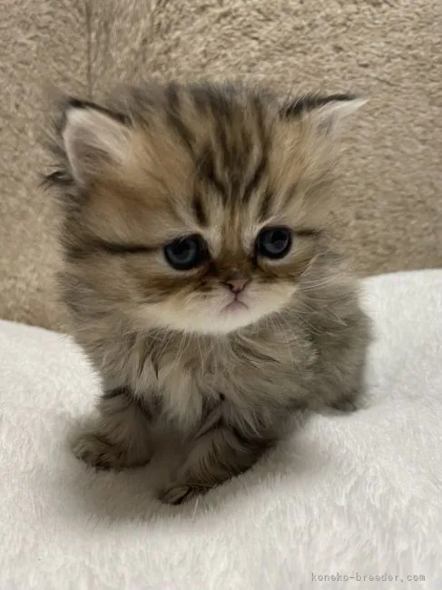 ID：2203-00106の子猫