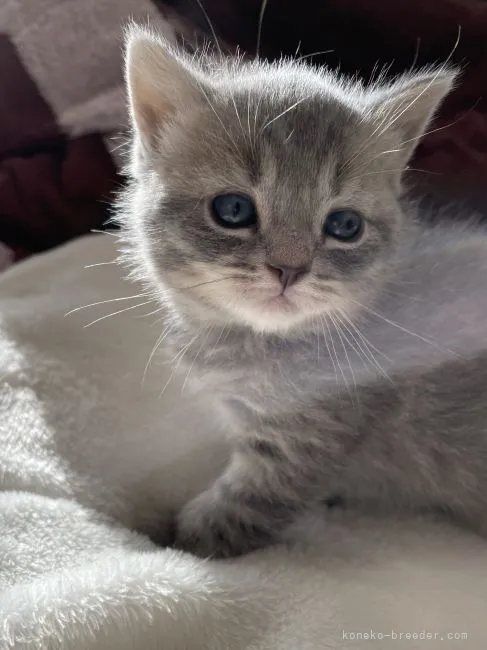 ID：2201-00116の子猫