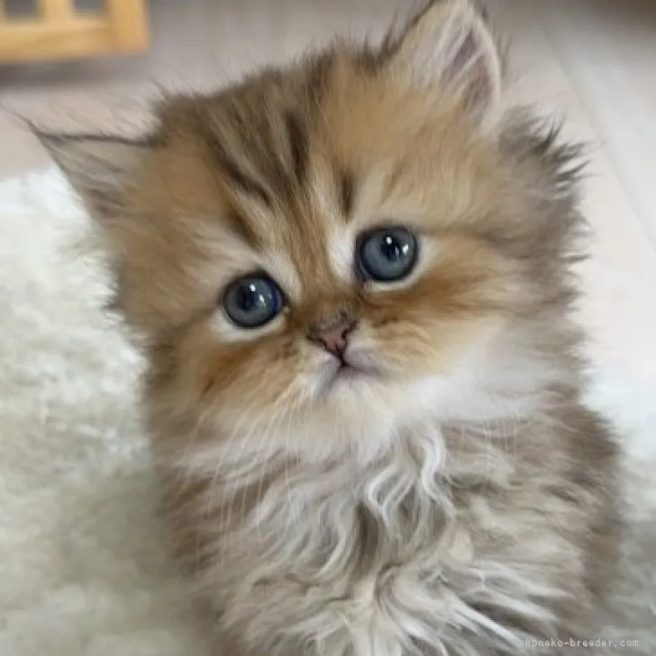 ID:2307-00049の子猫