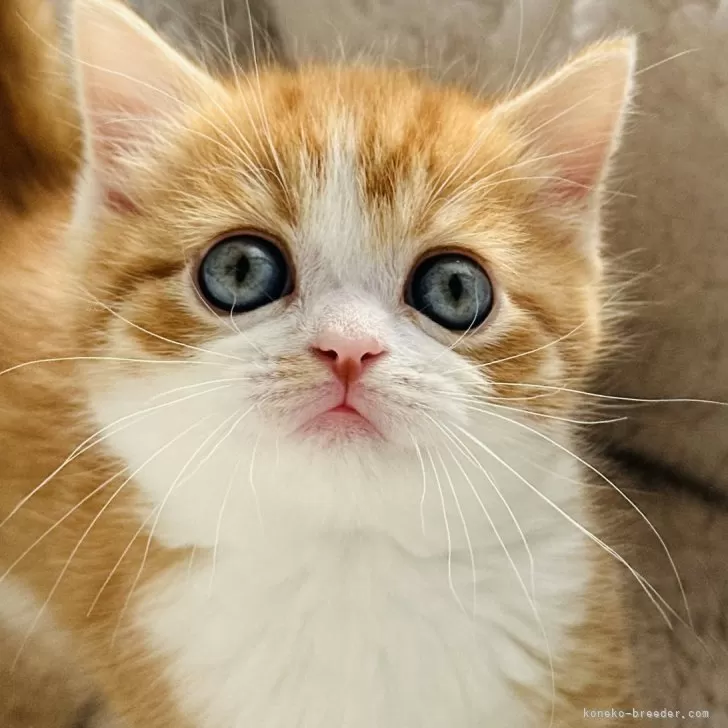 ID：2412-00042の子猫