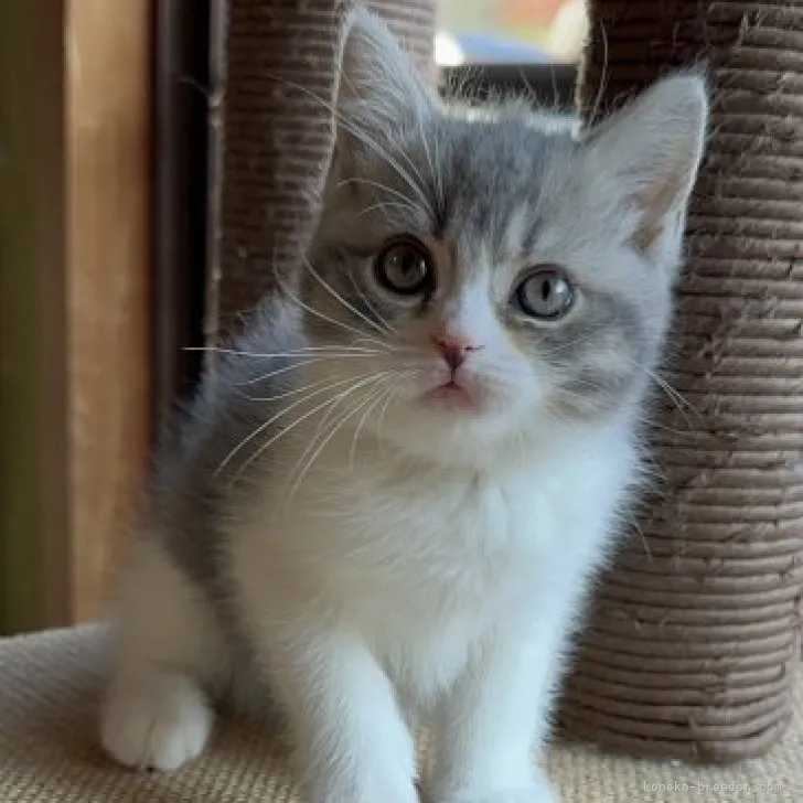 ID:2306-01363の子猫