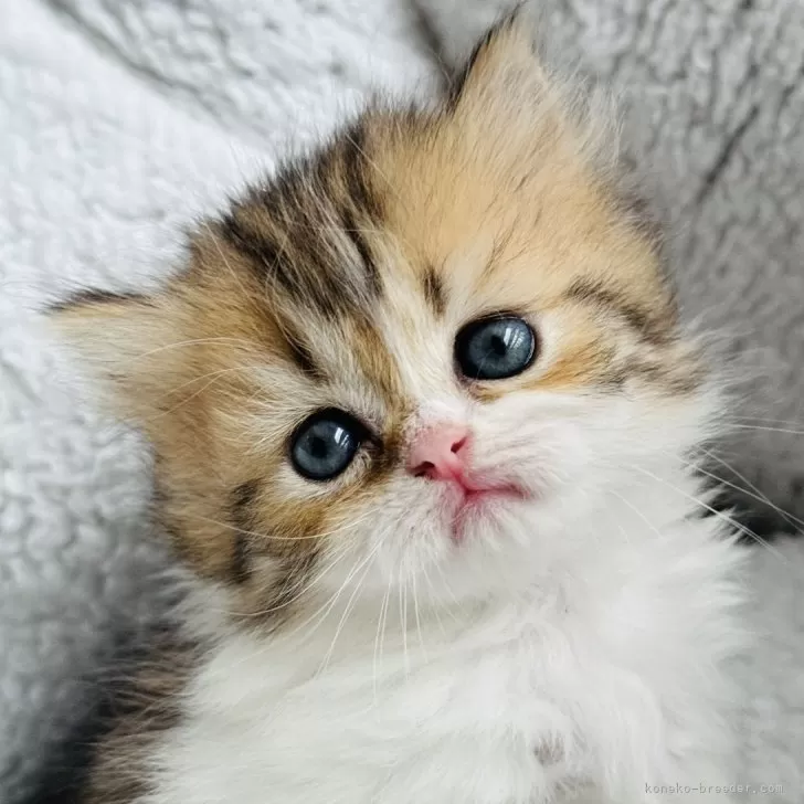 ID:2411-01718の子猫