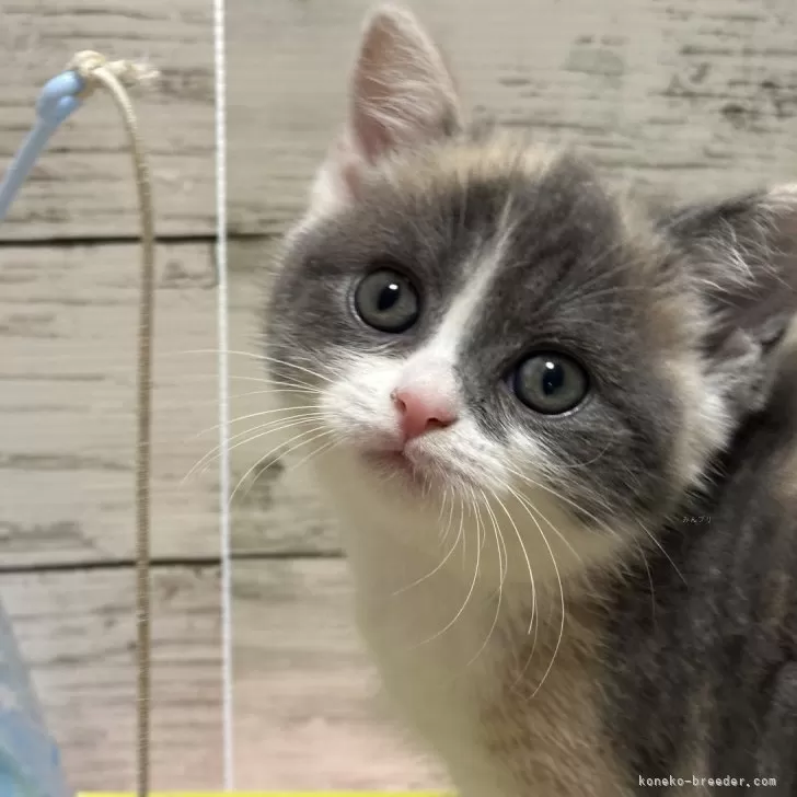 ID：2407-00032の子猫