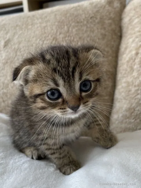 ID：2110-00186の子猫