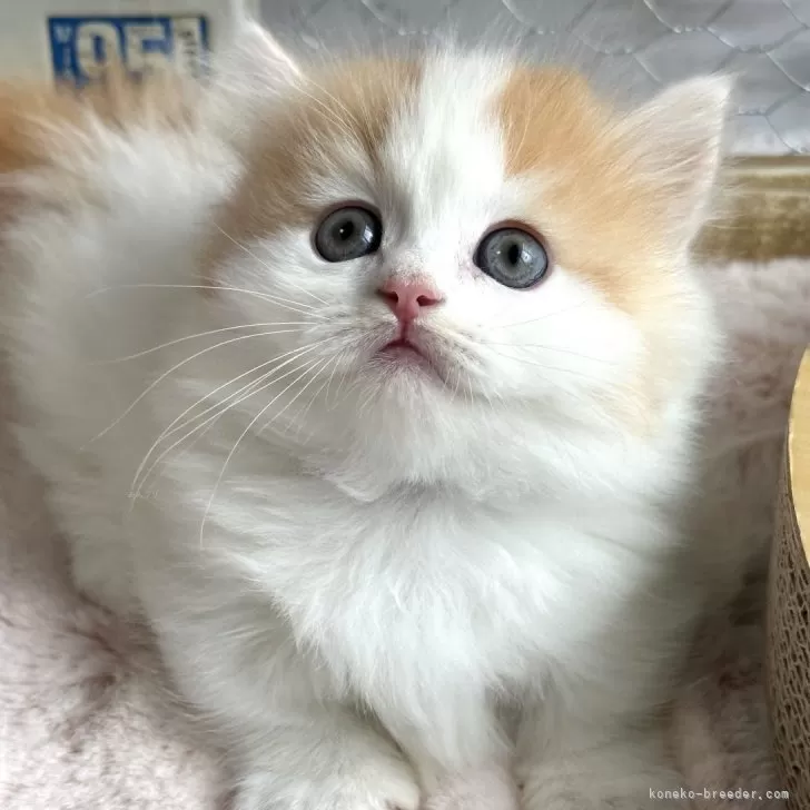 M.Y 様のお迎えした子猫