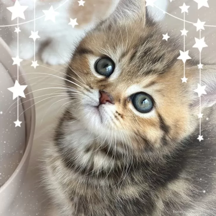ID:2405-03342の子猫