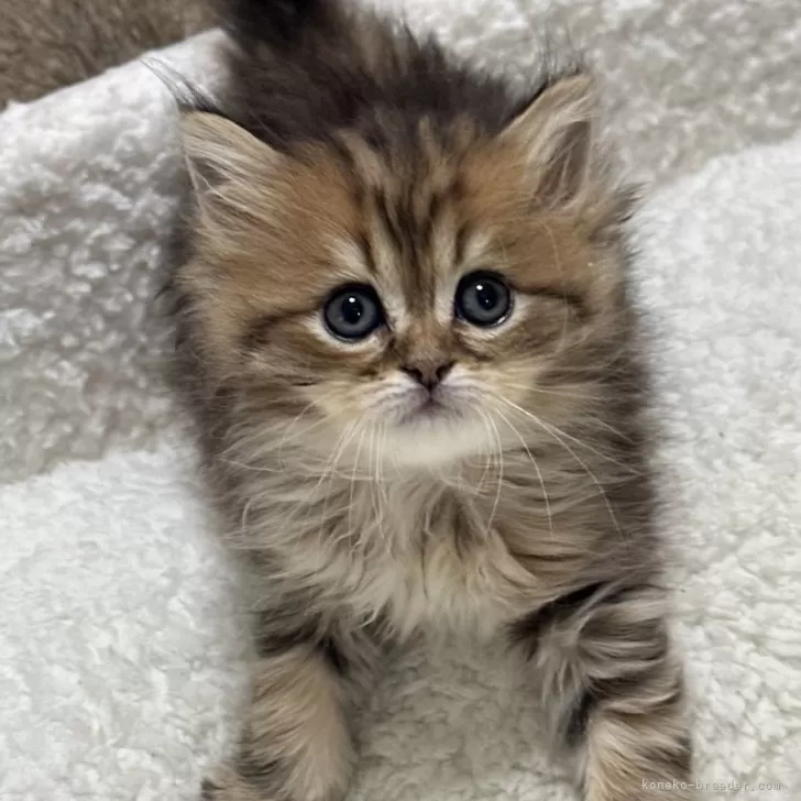 ID:2401-01558の子猫