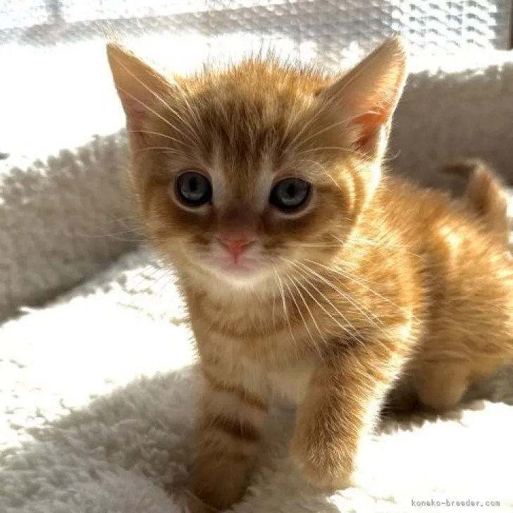 ID:2311-00526の子猫