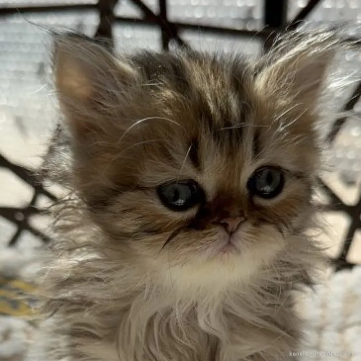 ID：2303-00746の子猫