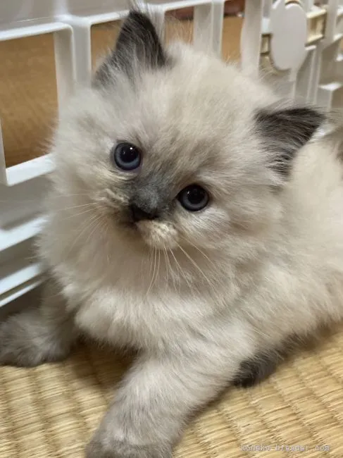 ID:2104-00718の子猫