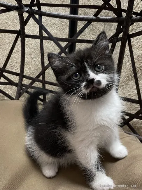 ID:2204-02550の子猫