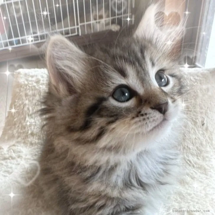 ID:2309-02504の子猫