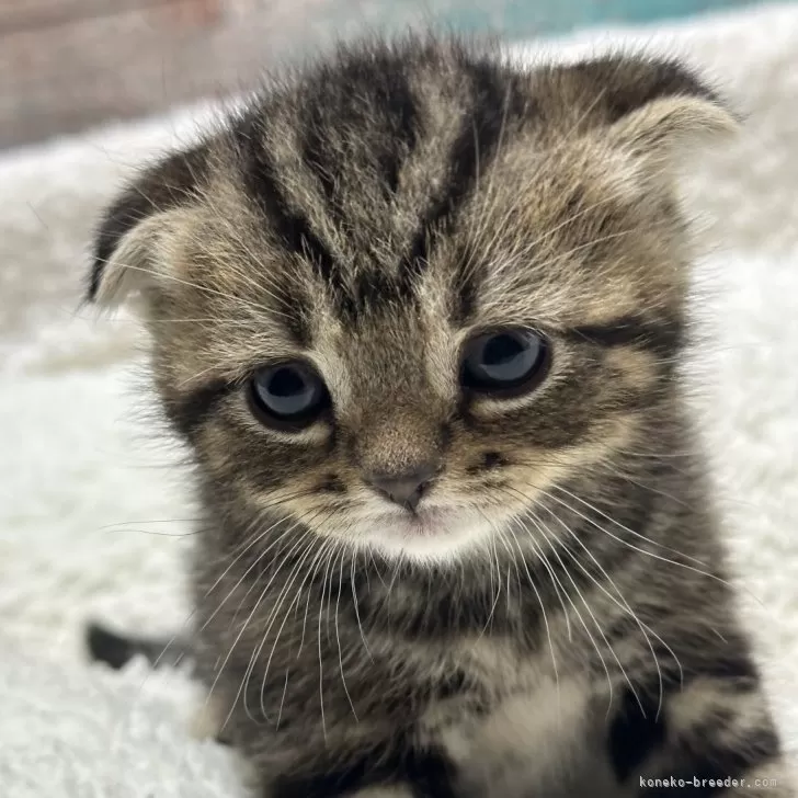 なる 様のお迎えした子猫