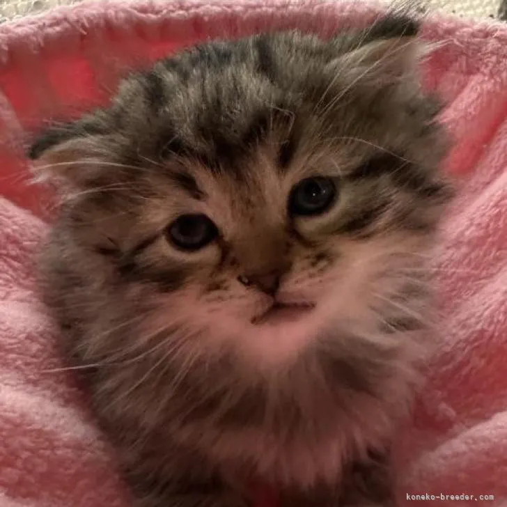 ID：2211-01727の子猫