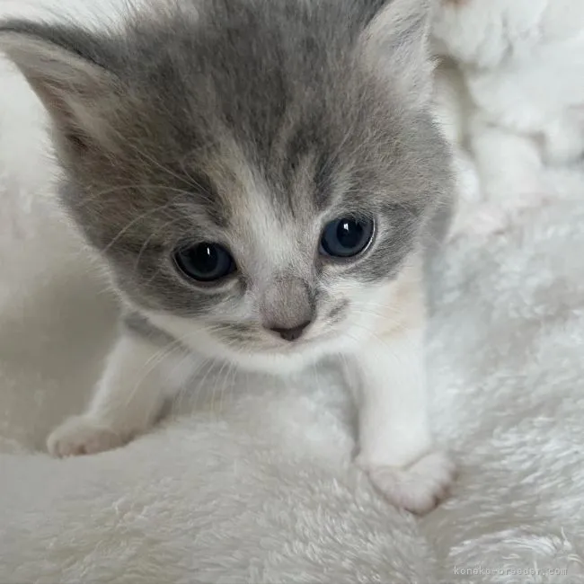 ID:2106-00675の子猫
