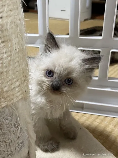 ID：2108-01959の子猫