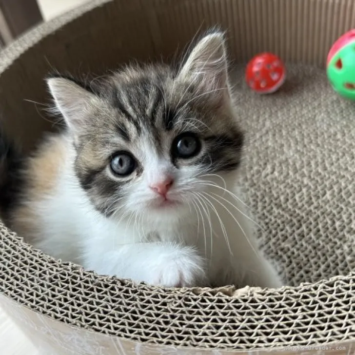 ID：2306-01359の子猫