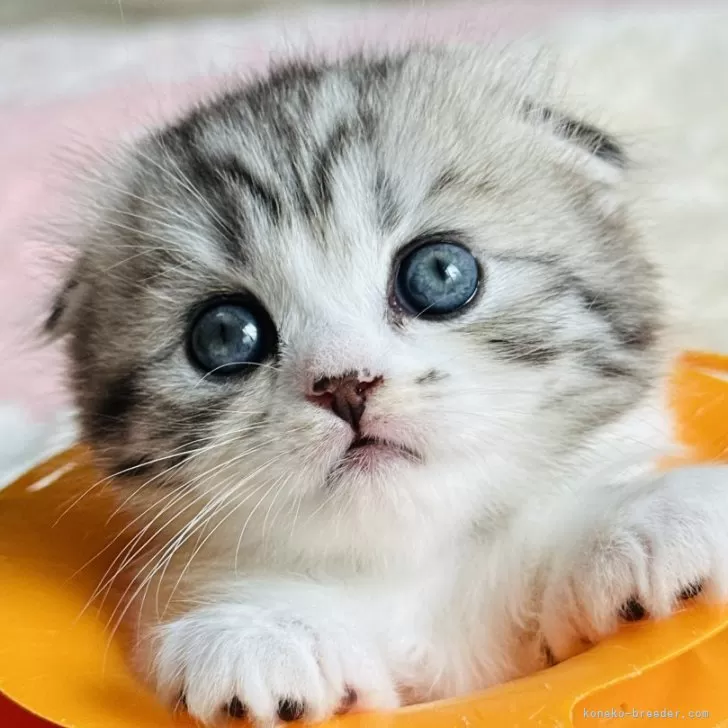 ID：2411-01222の子猫