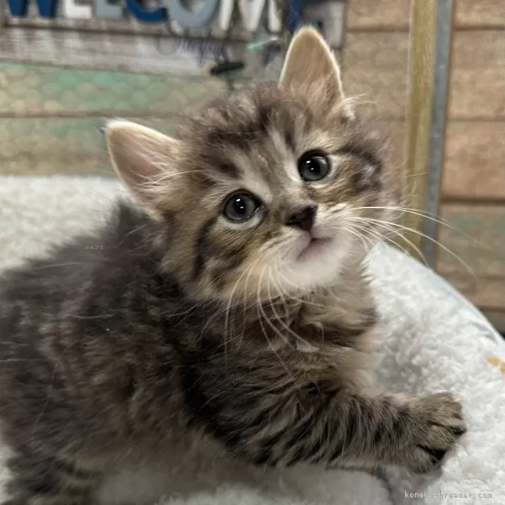 まる 様のお迎えした子猫