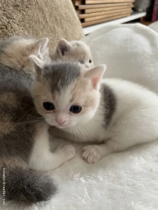 ID:2106-00611の子猫