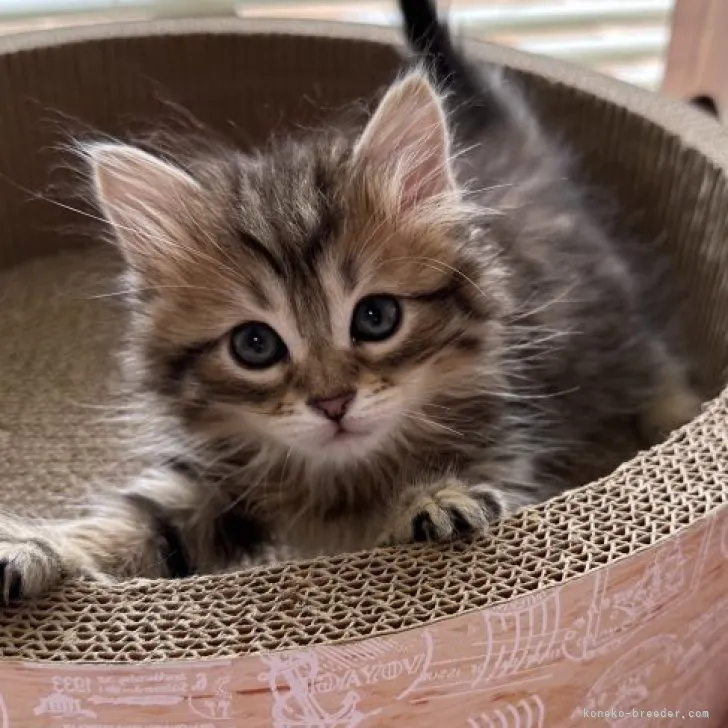 ID:2306-00520の子猫
