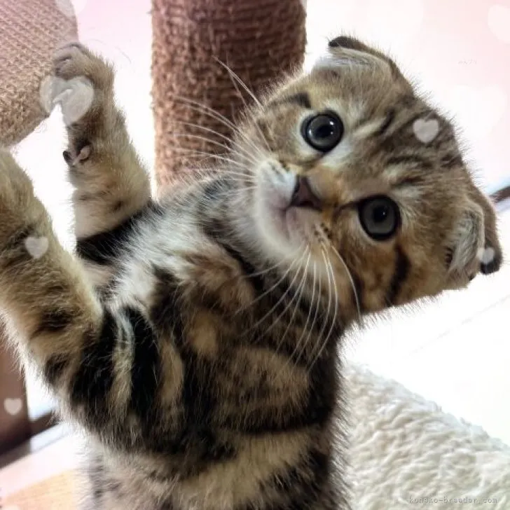 ID：2311-00525の子猫