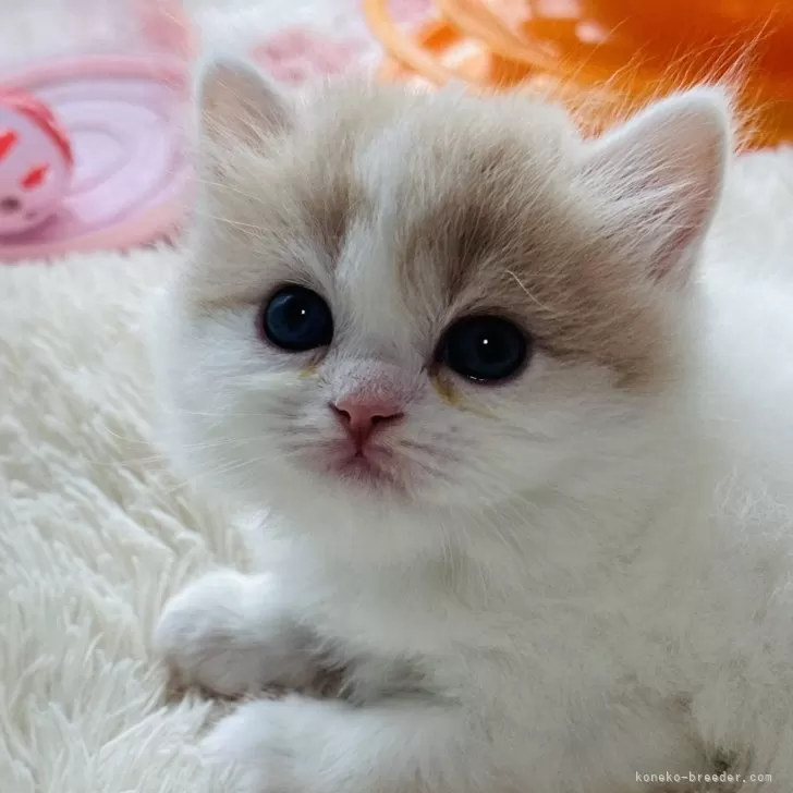 モカちゃん 様のお迎えした子猫