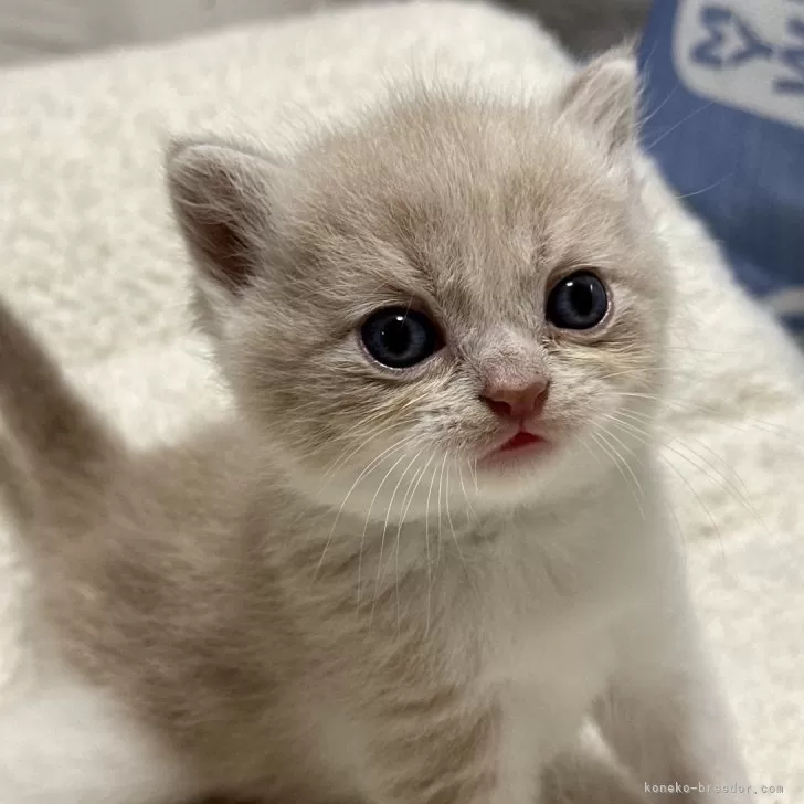 ID:2406-03293の子猫