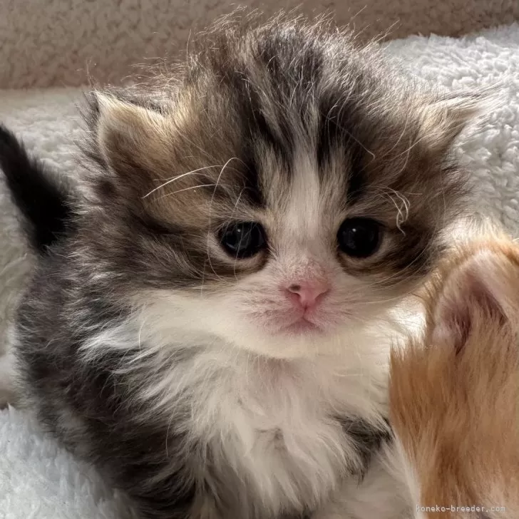 ID：2401-01559の子猫