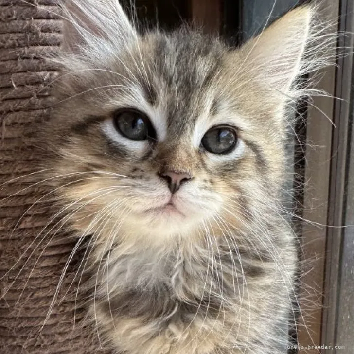 T.H 様のお迎えした子猫