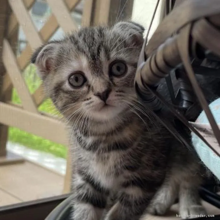 ID:2207-01235の子猫