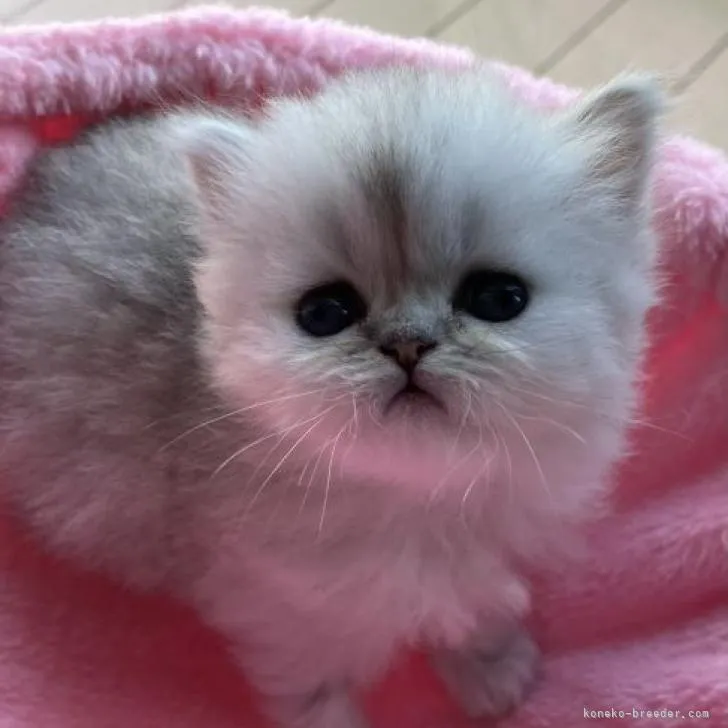 ID:2207-00146の子猫