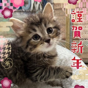 サイベリアン【奈良県・男の子・2023年11月10日・ブラウンマッカレルタビー（トリプルコート）】の写真「凛々しいサイベリアン君✨✨」