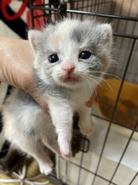マンチカン(短足)【奈良県・女の子・2021年5月8日・ダイリュートキャリコ】の写真「元気一杯💕訳あり子猫💕」