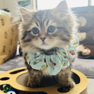 サイベリアン【奈良県・男の子・2023年11月25日・ブラウンマッカレルタビー（トリプルコート）】の写真「フワモコ君🩷」