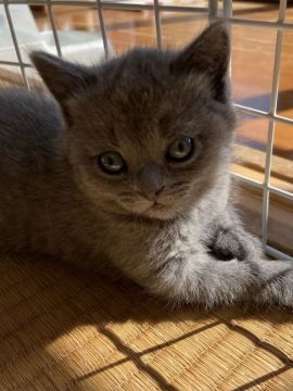 ブリティッシュショートヘア【奈良県・女の子・2021年1月15日・ブルー】の写真「今週中ご成約の方に限りお値下げさせて頂きます♪」