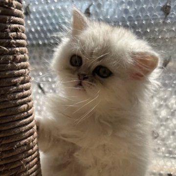 ペルシャ(チンチラ)【奈良県・男の子・2023年1月31日・チンチラシルバー（長毛）】の写真「絶対可愛くなる🥰💕💕」